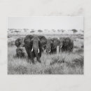 Recherche de savane cartes postales Serengeti