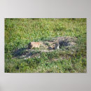 Suche nach prairie poster Böden