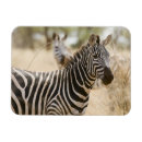 Suche nach kenia magnete Tierwelt