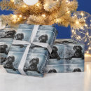 Recherche de labrador retriever papier cadeau Chiot