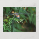 Recherche de brindilles cartes postales Nature