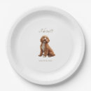 Recherche de goldendoodle Dog