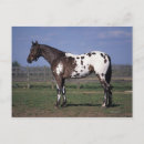 Suche nach appaloosa poster Reiter