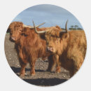 Recherche de highlands autocollants Brun