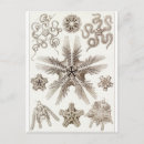 Recherche de haeckel cartes postales Ernst