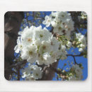 Suche nach weiße blüten mousepads Natur