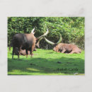Recherche de cornus cartes postales Sauvage