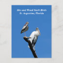 Suche nach ibis poster postkarten Natur