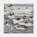 Recherche de de homer magnets Aigle