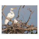 Recherche de aiguille photographie Oiseau