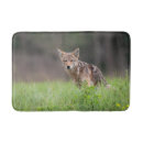 Recherche de coyote photographie Photographie de la nature