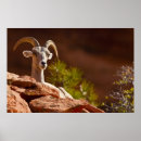 Suche nach huftiere poster Usa