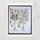 Recherche de plant cartes postales Flowers