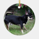 Recherche de chien de chiwawa ornements Photographe canin