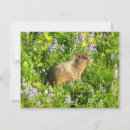 Suche nach murmeltiere karten Natur
