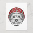 Recherche de daredevil cartes postales Animal