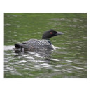 Recherche de loon posters Nature