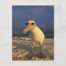 Suche nach albatros poster Vogel