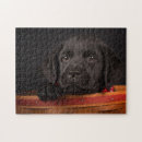 Suche nach labrador retriever welpe puzzle Haustiere