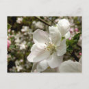 Recherche de blossom cartes postales Arbre