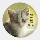 Recherche de parfait magnets Chaton