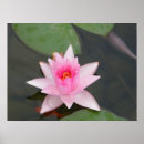 Recherche de lotus posters La nature