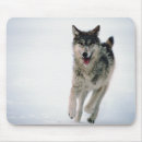 Suche nach wolf grau mousepads Wild lebende tiere