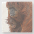 Suche nach orang utan untersetzer Säugetier