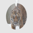 Suche nach sumatran wohnen zuhause Smithsonian