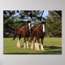 Suche nach shire horse poster Rasse