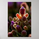 Suche nach hintergrundbeleuchtung poster Blume