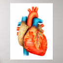 Suche nach vorderansicht poster Menschliche anatomie