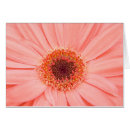 Recherche de gerbera rose Botanique