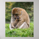 Suche nach tierfamilie poster Tierwelt
