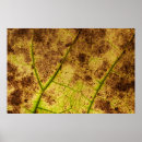 Recherche de veines posters Feuille