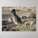 Recherche de roadrunner posters Oiseau