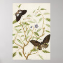 Recherche de papillons vintage posters Toute personne