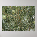 Suche nach olivenbaum poster Grillen
