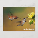Recherche de colibris cartes postales Oiseaux et fleurs