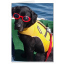 Suche nach schutzbrille Hund