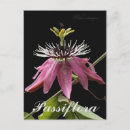 Recherche de passiflora cartes postales Fleur de passion