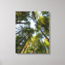 Suche nach mammutbaum leinwandbilder Redwood nationalpark