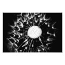 Recherche de taraxacum posters Macro