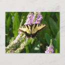 Suche nach lila wildblumen postkarten Natur
