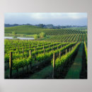 Suche nach napa poster Weinrebe