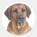 Suche nach ridgeback aufkleber Welpe