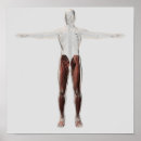 Recherche de musculaire posters Corps humain