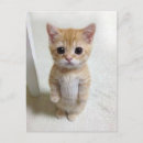 Recherche de memes cartes postales Pour tous