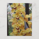 Suche nach orchideen postkarten Gelb