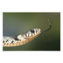 Recherche de serpent photographie Reptile